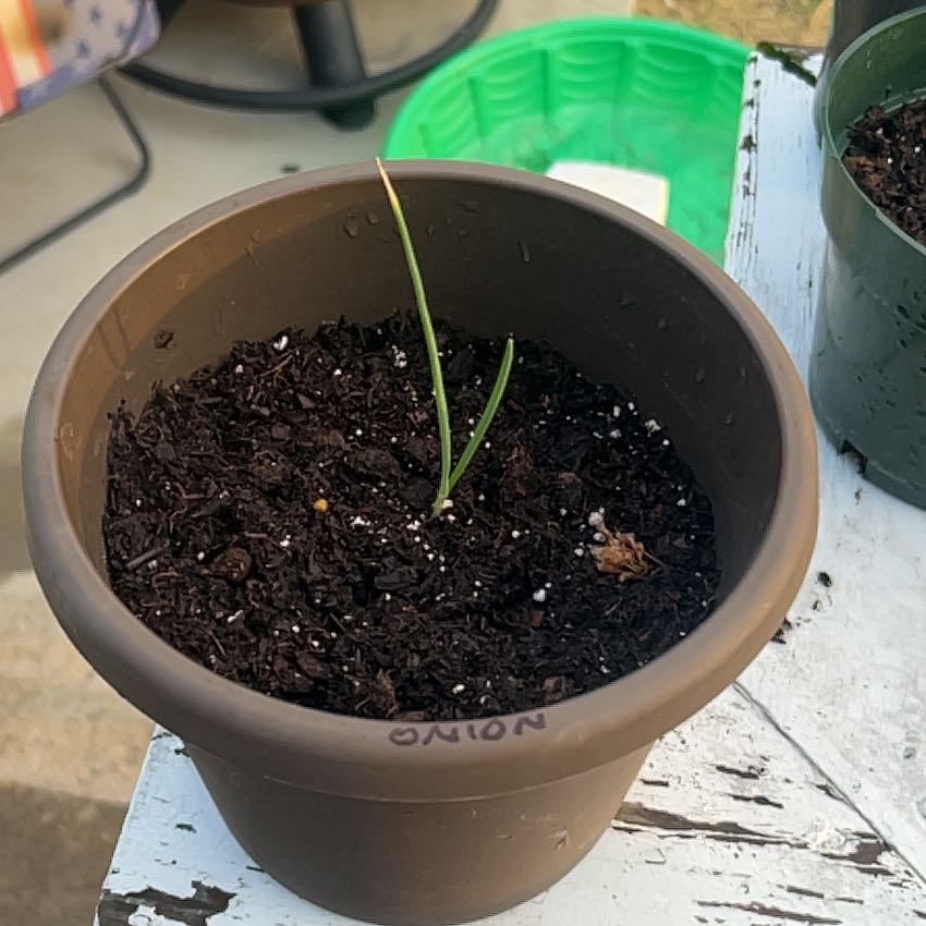 Photo of the plant species Candy Onion by @KeenRedalder41 named Sir Plancelot X3 on Greg, the plant care app
