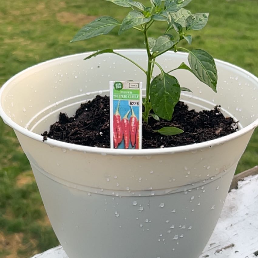 Photo of the plant species Super Chili Pepper by @KeenRedalder41 named Hot Pepe on Greg, the plant care app