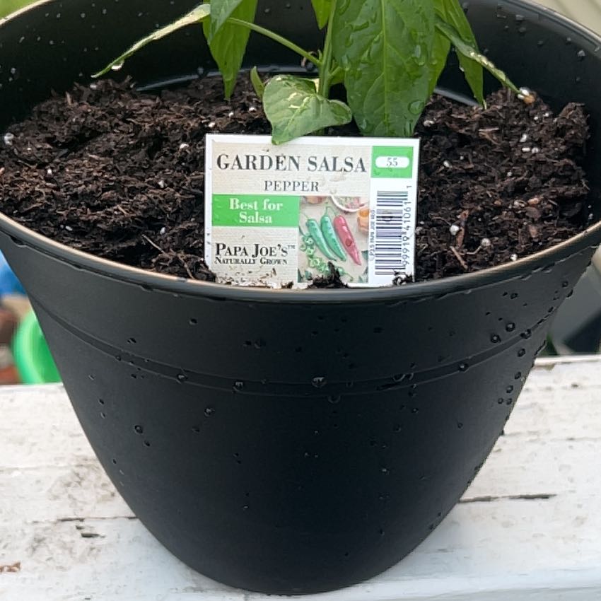 Photo of the plant species Garden Salsa Pepper by @KeenRedalder41 named Lil Verde on Greg, the plant care app