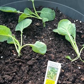 Photo of the plant species Brussel Sprout by @KeenRedalder41 named Tiny Ass Cabbages on Greg, the plant care app