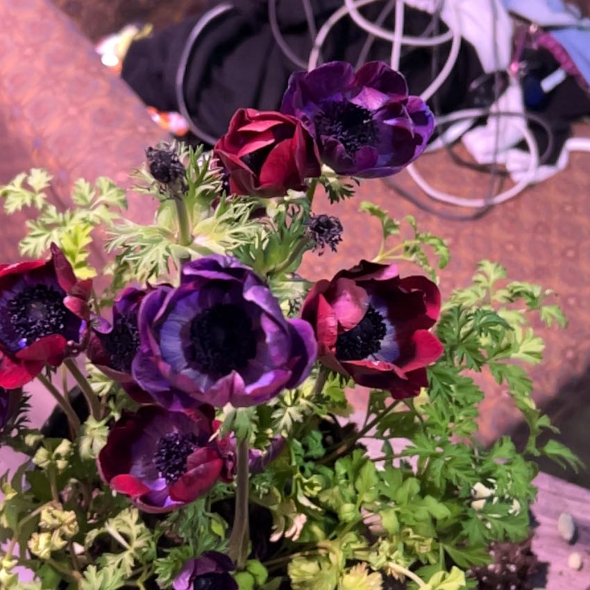 Photo of the plant species Poppy Anemone by @TopNeem4 named Lola on Greg, the plant care app