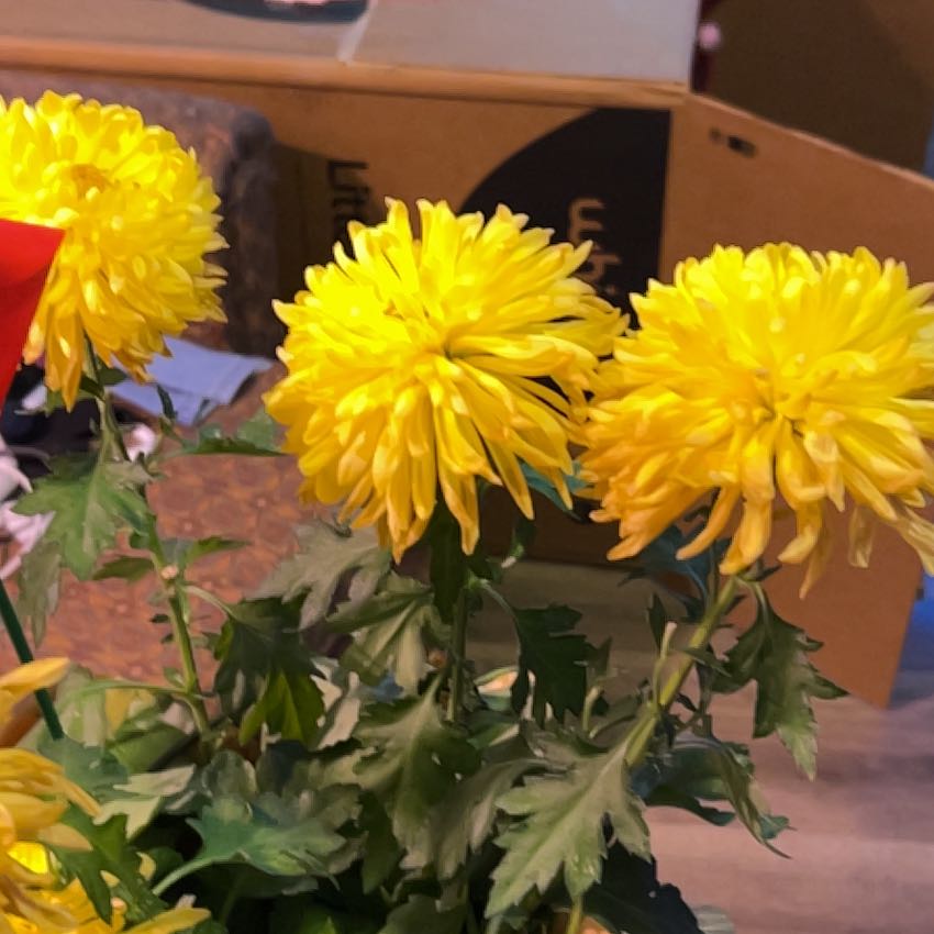 Photo of the plant species Kerria Japonica by @TopNeem4 named Mollie on Greg, the plant care app