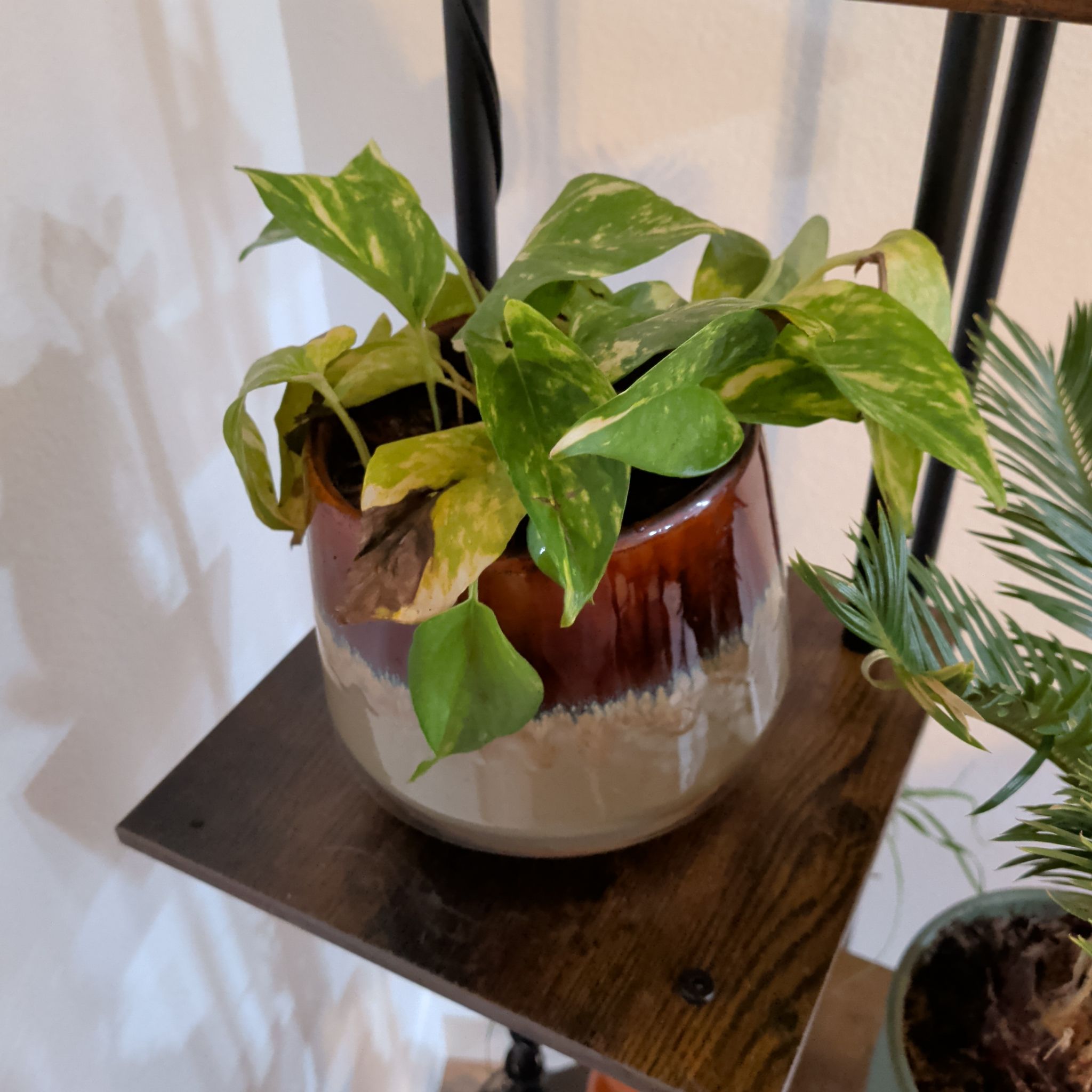 Pothos Malone
