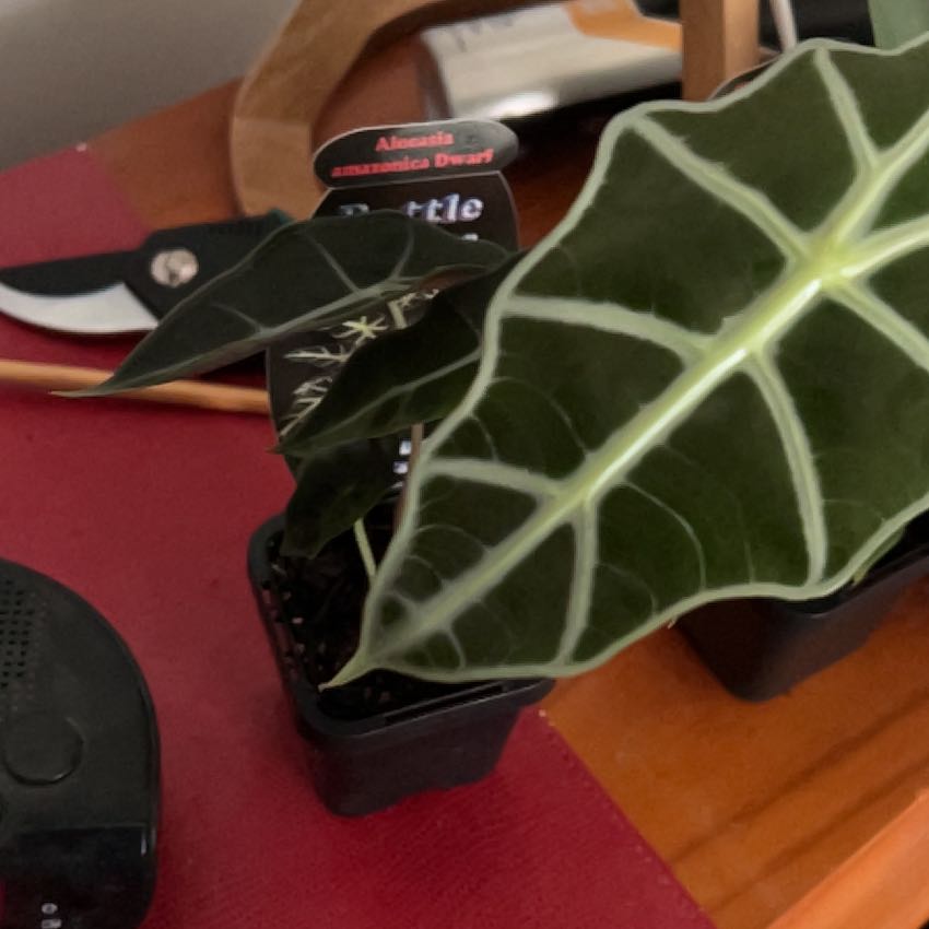 Photo of the plant species Dwarf Amazonica by @IdolSnowberry92 named Alocasia on Greg, the plant care app