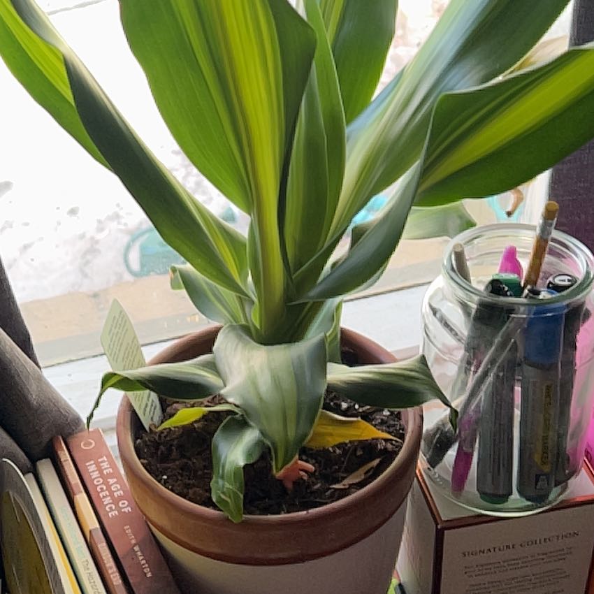 Photo of the plant species Dracaena 'Golden Heart' by @IdolSnowberry92 named Dracaena on Greg, the plant care app