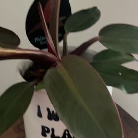 Photo of the plant species Philodendron 'Sun Red' by @IdolSnowberry92 named Sun red on Greg, the plant care app