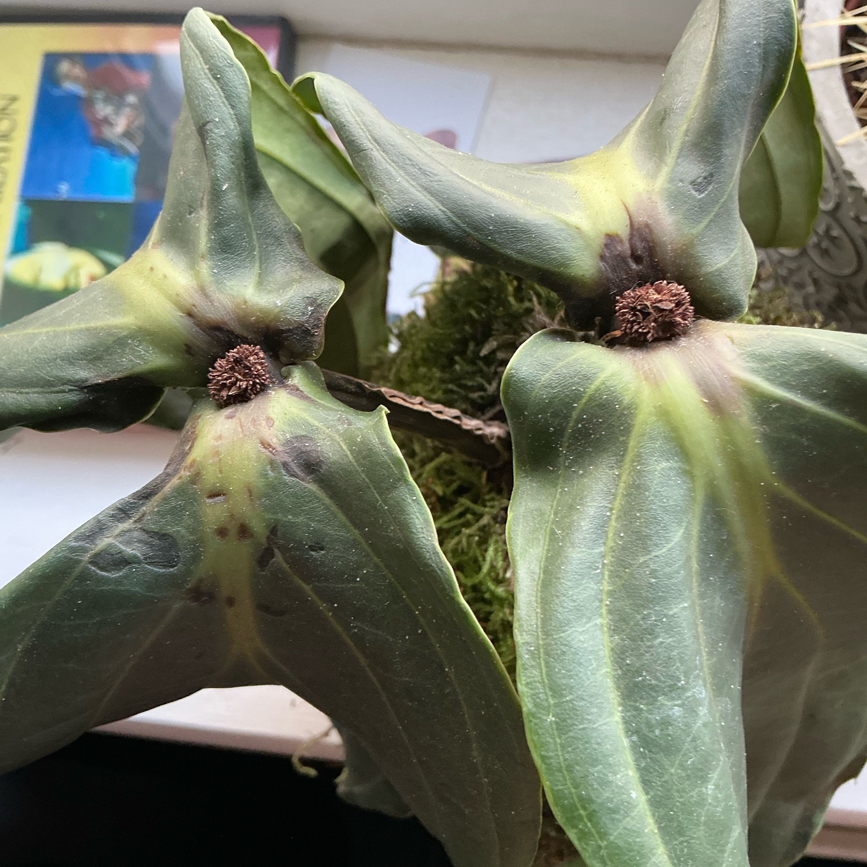 Photo of the plant species Showy Medinilla by @VipMoss52 named da Vinci on Greg, the plant care app