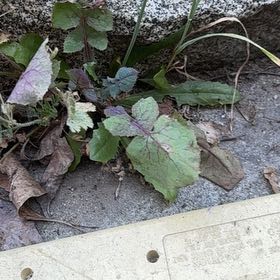 Photo of the plant species Common Sowthistle by @MeekRedclaws10 named Planty on Greg, the plant care app