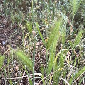 Photo of the plant species Wheatgrass by @MeekRedclaws10 named Kendall on Greg, the plant care app