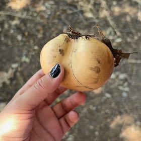 Photo of the plant species Common Persimmon by @MeekRedclaws10 named Naomi on Greg, the plant care app
