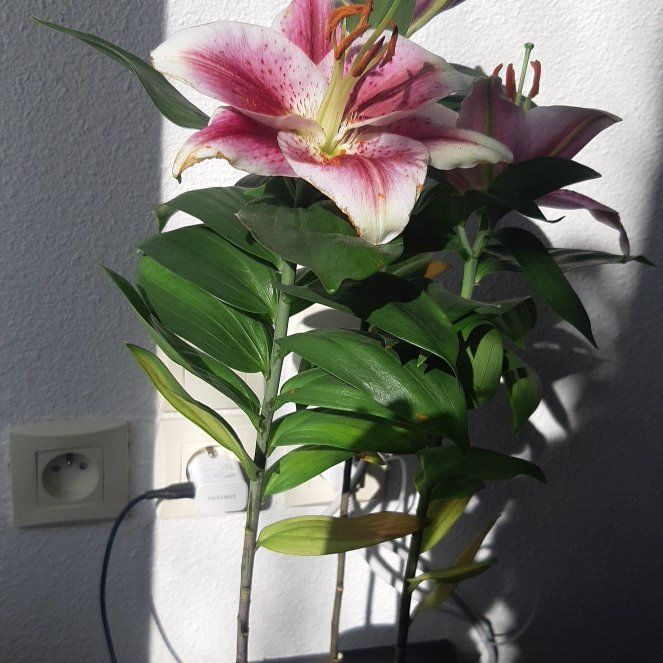 Photo of the plant species Stargazer Lily by @YesPeanut20 named Daphne on Greg, the plant care app