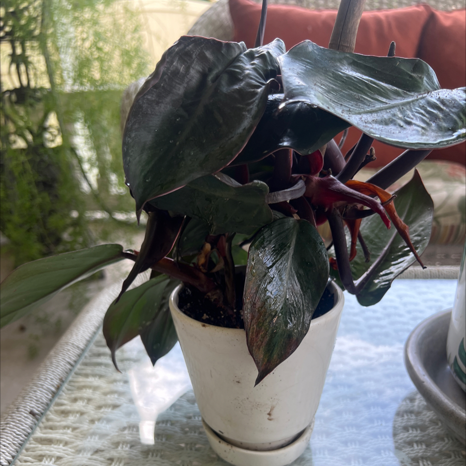 Potted McColley's Finale plant with dark green and reddish leaves on a table indoors.