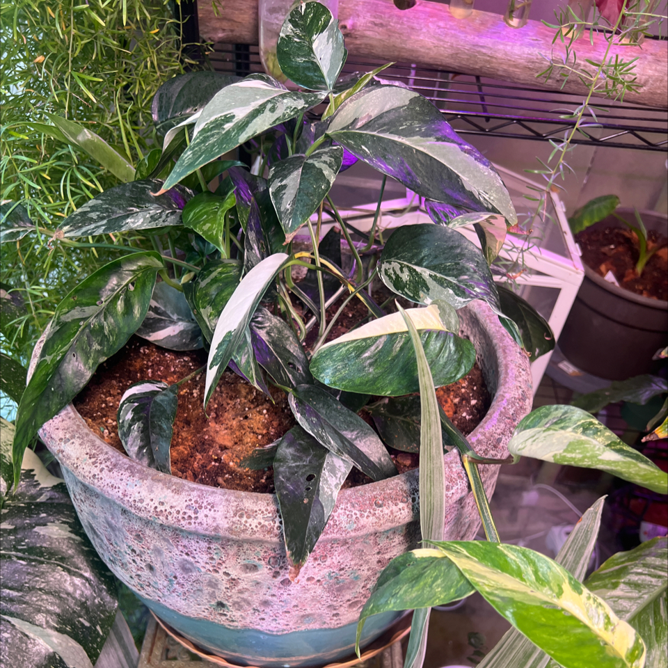 Variegated Epipremnum pinnatum in a pot with visible soil and healthy variegated leaves.