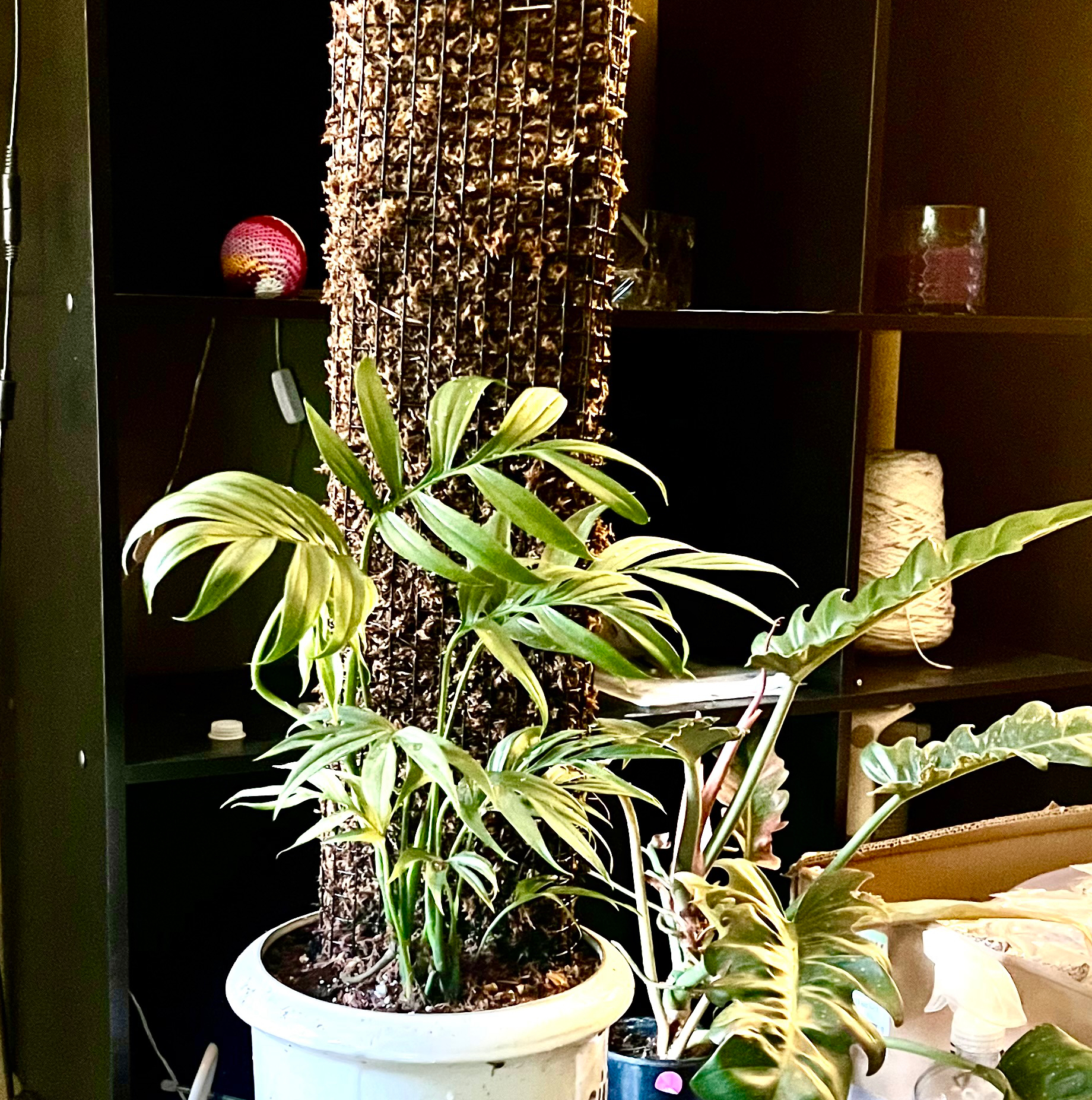 Monstera subpinnata plant in a white pot with a moss pole, healthy green leaves.