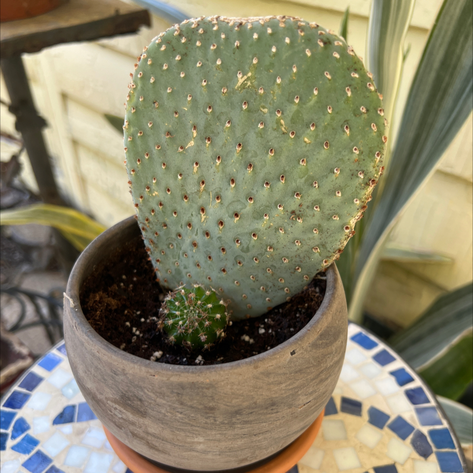 Potted Bakersfield Beavertail Cactus with a smaller cactus at its base.