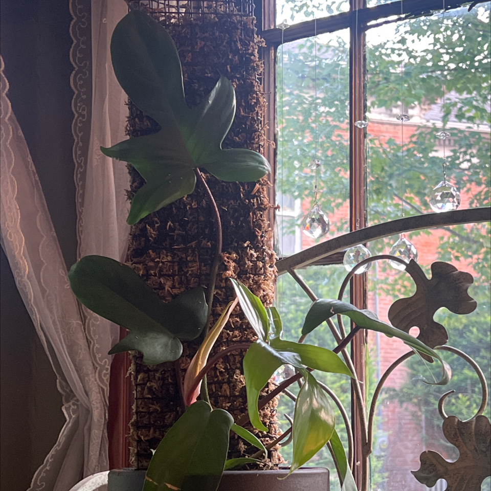 Philodendron Pedatum plant indoors near a window, supported by a moss pole.