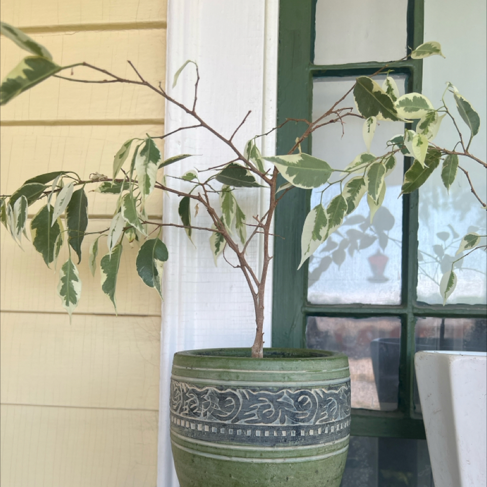 Weeping Fig plant photo by @PlantHobby named Grand - keeper-Ficus - variegated Weeping Fig #2 on Greg, the plant care app.