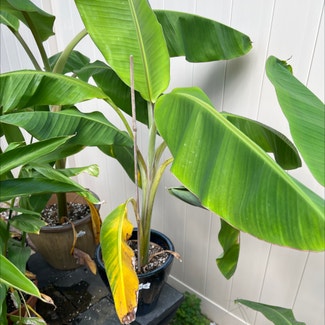 Banana Croton plant in Somewhere on Earth