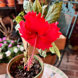 Variegated Red Hot Hibiscus plant in Somewhere on Earth