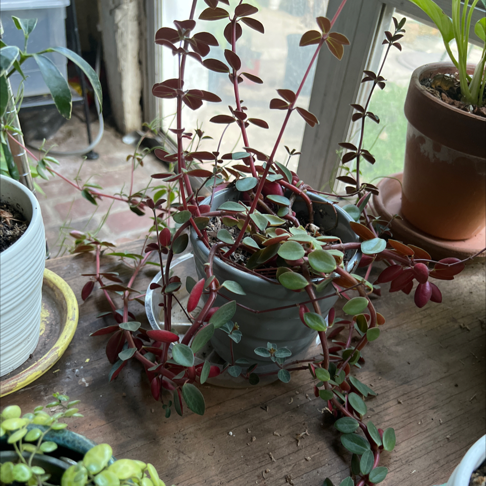 Peperomia Red Log plant in a pot with red stems and green leaves, placed near a window.