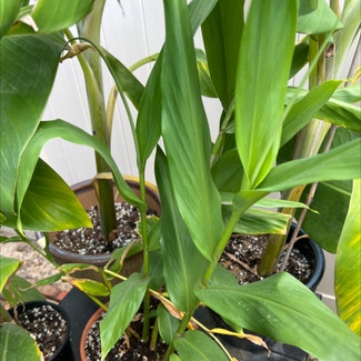 Variegated Shell Ginger plant in Somewhere on Earth