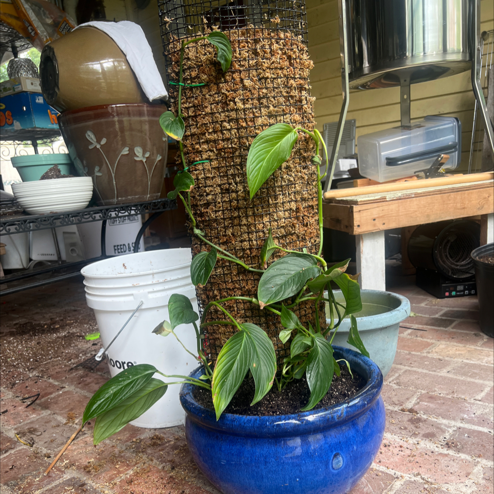 Monstera lechleriana plant climbing a moss pole in a blue pot indoors.