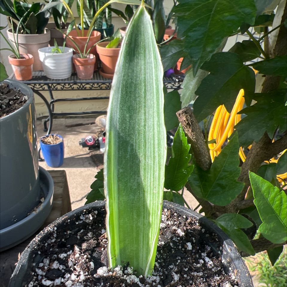 Metallica Snake Plant in a pot with visible soil, well-framed and in focus.