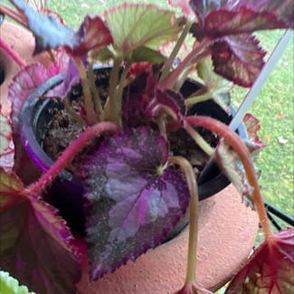Rex Begonia plant in Somewhere on Earth