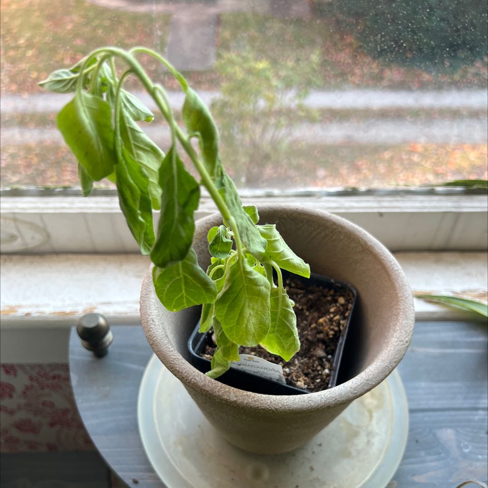 Plant care for Datura 'Ballerina Purple' on Greg, the plant care app
