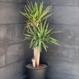 Blue-Stem Yucca plant in Somewhere on Earth