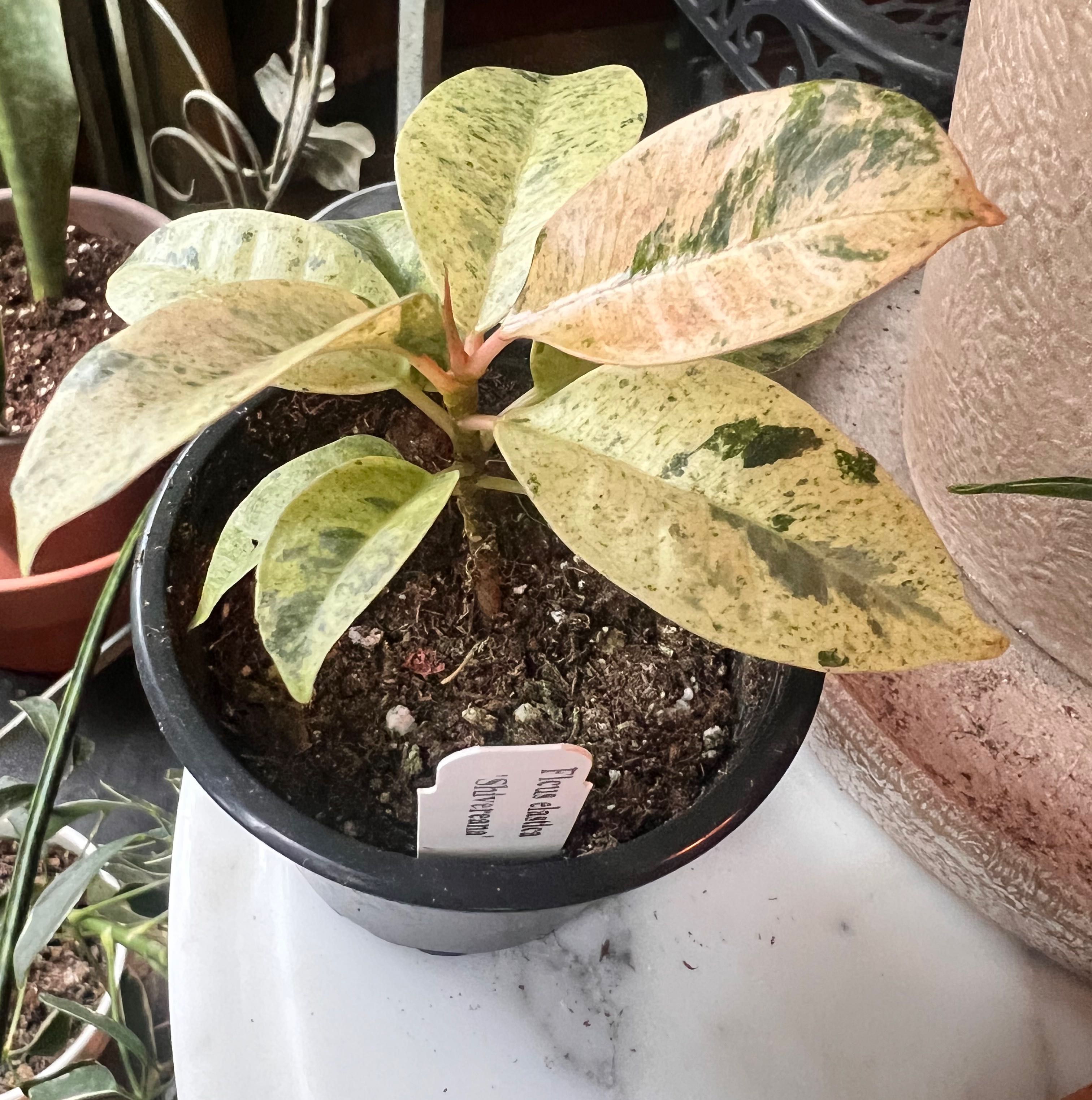 Ficus elastica 'Shivereana' plant in a pot with variegated leaves showing some yellowing and browning.