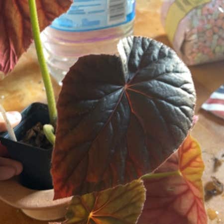 Photo of the plant species Begonia Jovian by Planthobby named Begonia ‘Jovian’ on Greg, the plant care app