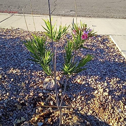 Photo of the plant species Desert Willow by @DevotedBushlily named Eva on Greg, the plant care app