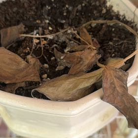 Photo of the plant species House Holly-Fern by @FabCentella27 named Lebron on Greg, the plant care app