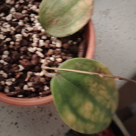 Photo of the plant species Hoya macrophylla by @BusySuncup87 named Stella on Greg, the plant care app
