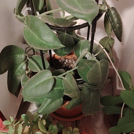Photo of the plant species Hoya calycina ‘Stargazer’ by @BusySuncup87 named Hoya Calycina Stargazer on Greg, the plant care app