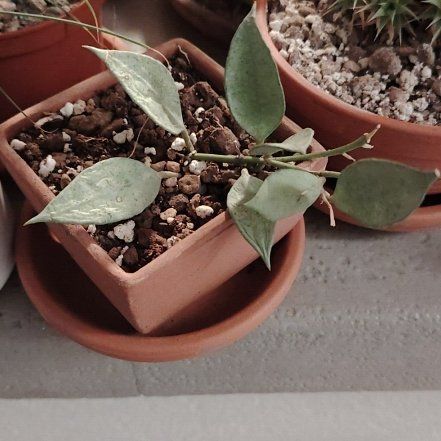 Photo of the plant species Hoya lacunosa ‘Mint’ by @BusySuncup87 named Lebron on Greg, the plant care app
