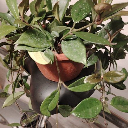 Photo of the plant species Hoya Red Buttons by @BusySuncup87 named Foxxy on Greg, the plant care app