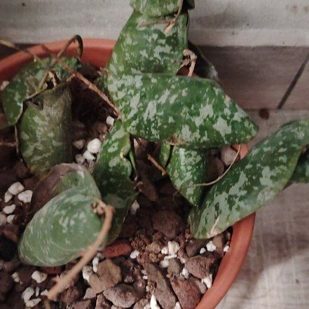 Photo of the plant species Hoya imbricata by @BusySuncup87 named Harper on Greg, the plant care app