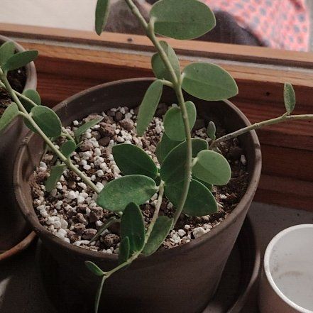 Photo of the plant species Bush Hoya by @BusySuncup87 named Messi on Greg, the plant care app