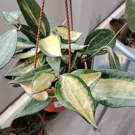 Photo of the plant species Hoya macrophylla by @BusySuncup87 named Madonna on Greg, the plant care app