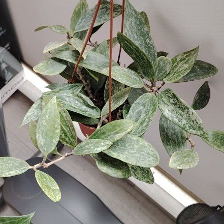 Photo of the plant species Hoya Rangsan by @BusySuncup87 named Planty on Greg, the plant care app