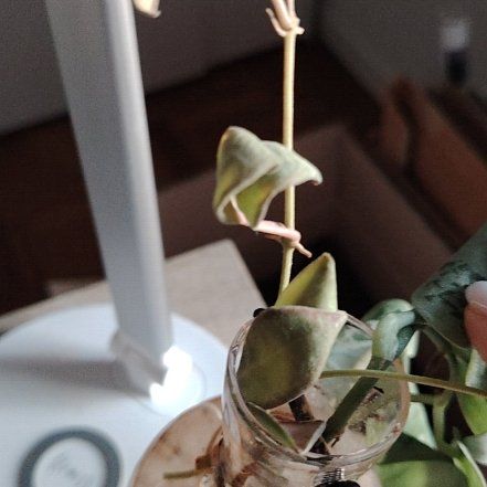 Photo of the plant species hoya burtoniae variegata by @BusySuncup87 named James Dean on Greg, the plant care app