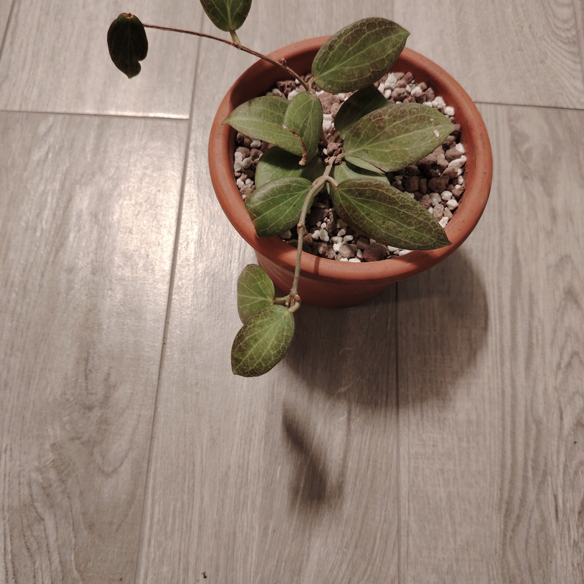 Photo of the plant species Hoya fitchii by @BusySuncup87 named Naomi on Greg, the plant care app