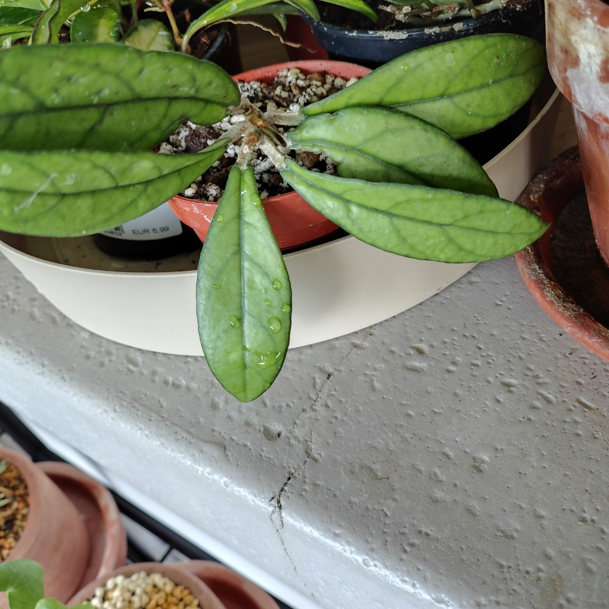 Photo of the plant species Hoya Crassipetiolata Splash by @BusySuncup87 named Ulysses S Plant on Greg, the plant care app