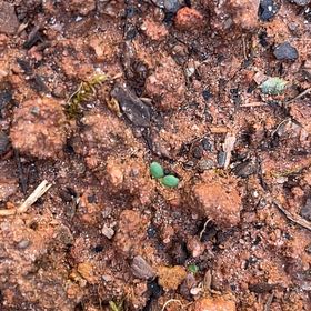 Photo of the plant species Carolina Mosquitofern by @LavishTawapou14 named Willow on Greg, the plant care app