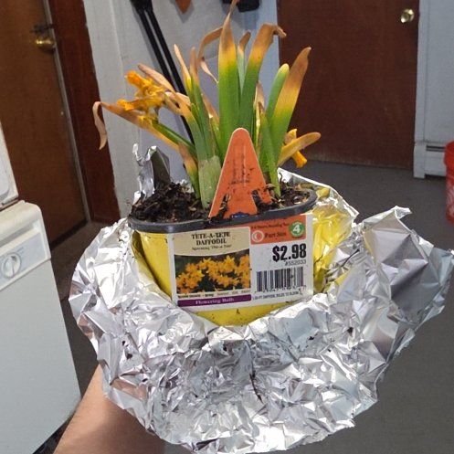 Photo of the plant species Tete-a-Tete Daffodil by @ProWaxivy3 named Mollie on Greg, the plant care app