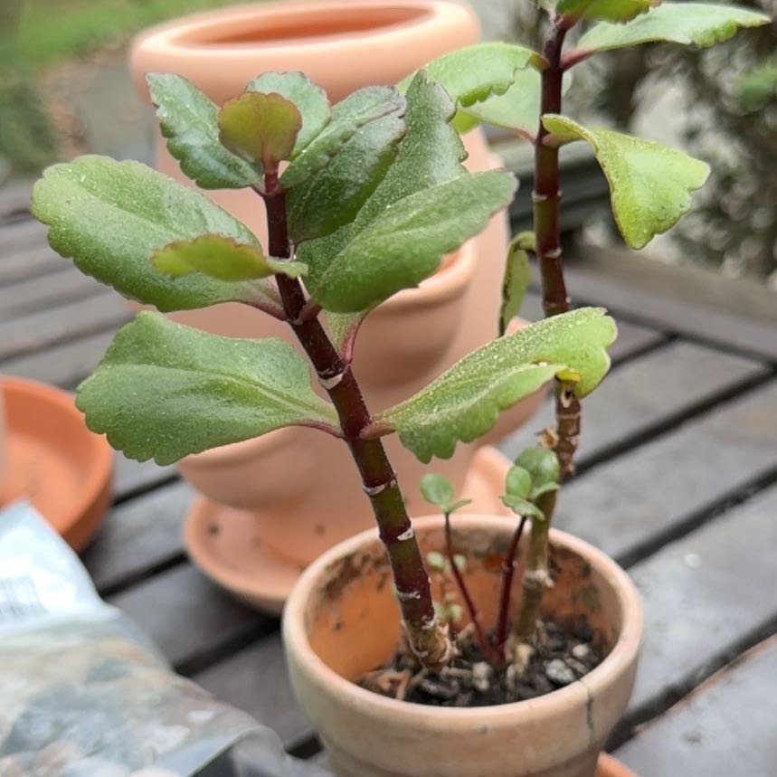 Photo of the plant species Witch's Moneybags by @EarthlyAjwain named Luna on Greg, the plant care app