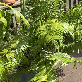 Photo of the plant species Inland Leatherfern by @EarthlyAjwain named Tree Diddy on Greg, the plant care app