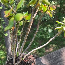 Photo of the plant species Albanian Spurge by @EarthlyAjwain named da Vinci on Greg, the plant care app